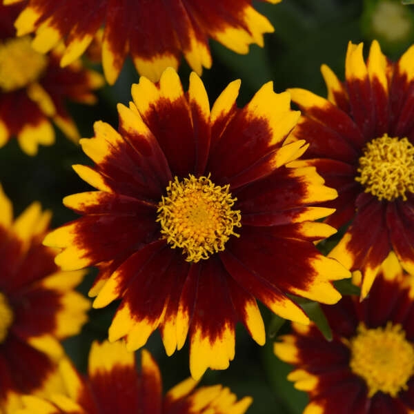 Coreopsis 'Uptick Red' New 2023
